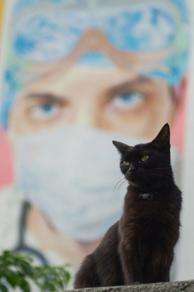 Schwarze Katze
