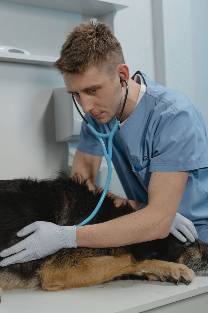 Tierarzt untersucht Hund